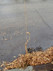 Sporobolus cryptandrus