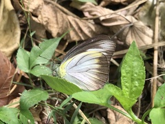 Appias lyncida eleonora