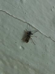 Pseudopachybrachius guttus