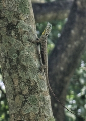 Draco sumatranus