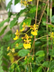 Oncidium baueri