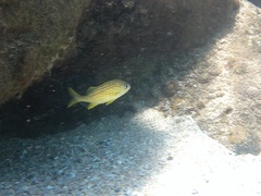 Haemulon flavolineatum