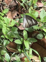 Appias lyncida eleonora