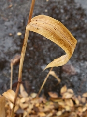 Sporobolus cryptandrus