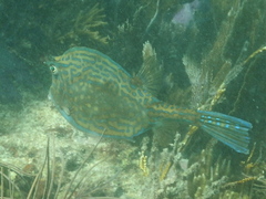 Acanthostracion quadricornis