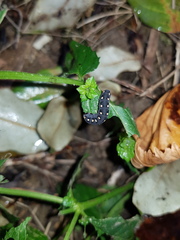 Tenthredo marginella