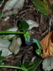 Tenthredo marginella