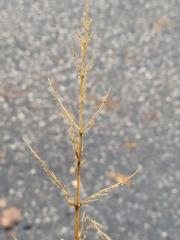 Sporobolus cryptandrus