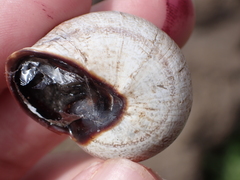 Otala lactea