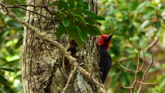 Campephilus magellanicus