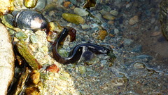 Zoarcidae