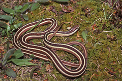 Thamnophis saurita saurita