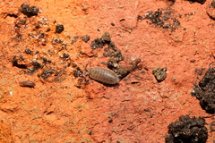 Porcellio scaber