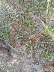 Castela erecta