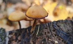 Heimiomyces tenuipes
