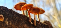 Heimiomyces tenuipes