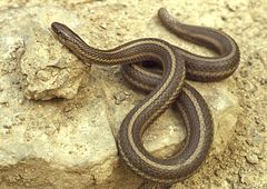 Thamnophis brachystoma