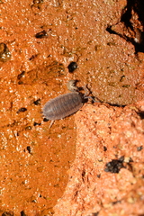 Porcellio scaber