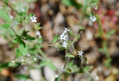 Allophyllum integrifolium