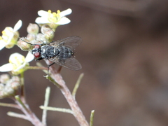 Phyto nigrobarbata