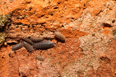 Porcellio scaber