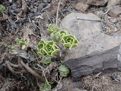 Aeonium smithii image