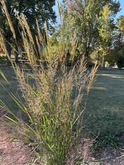 Sorghastrum nutans