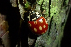 Anatis ocellata