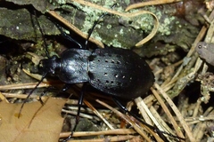 Carabus hortensis