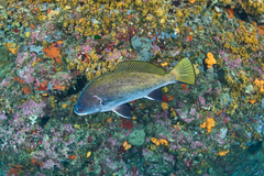 Sciaena umbra