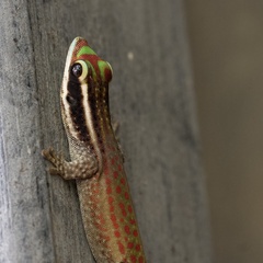Phelsuma ornata