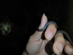 Pseudorabdion longiceps