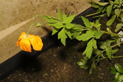 Papaver cambricum