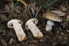 Agaricus bisporus