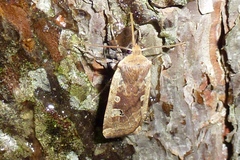 Conistra erythrocephala