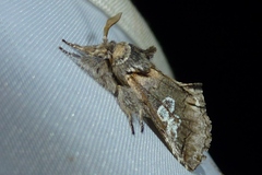 Diloba caeruleocephala