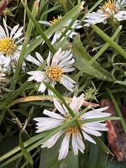 Symphyotrichum firmum