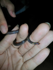 Pseudorabdion longiceps