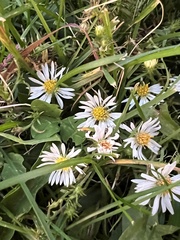 Symphyotrichum firmum