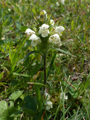 Prunella laciniata