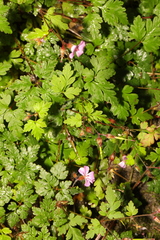 Geranium robertianum