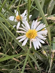 Symphyotrichum firmum
