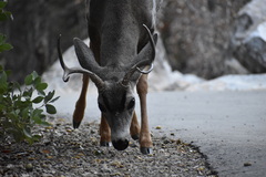 Odocoileus hemionus californicus
