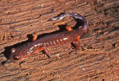 Ensatina eschscholtzii