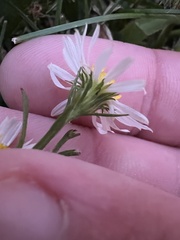 Symphyotrichum firmum