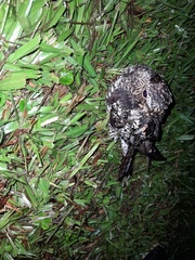 Caprimulgidae