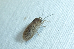 Drepanepteryx algida