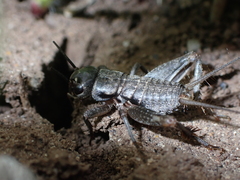 Gryllidea