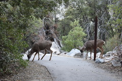 Odocoileus hemionus californicus