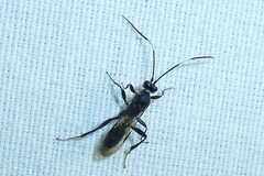 Ichneumon